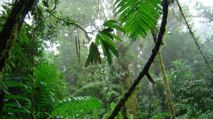 Картинки тропического леса   подборка (13)