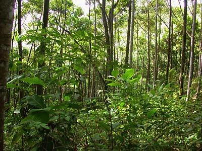Картинки тропического леса   подборка (2)