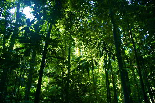 Картинки тропического леса - подборка (3)