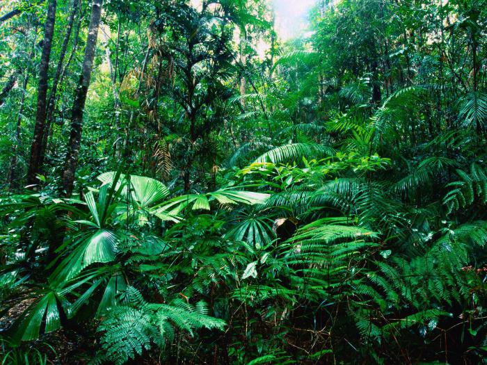 Картинки тропического леса - подборка (9)
