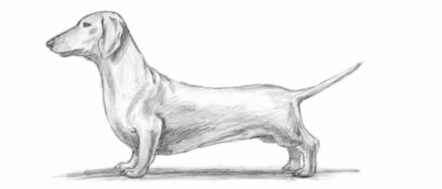 Контур собаки рисунки и картинки (11)