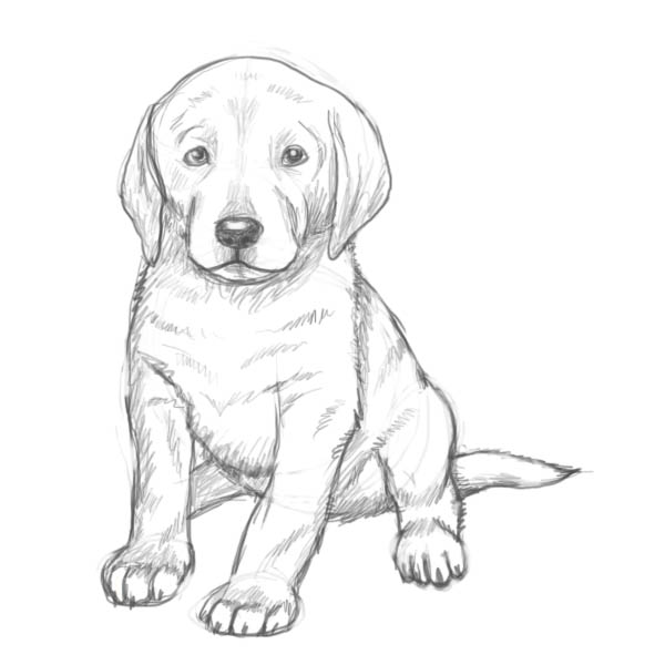 Контур собаки рисунки и картинки (4)