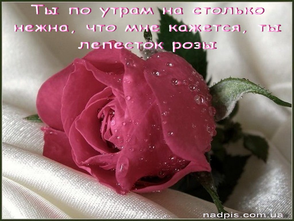 Красивые картинки с добрым утром девушке с розами (6)