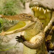 Крокодилы картинки смешные и прикольные (1)