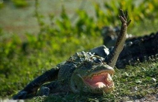 Крокодилы картинки смешные и прикольные (5)