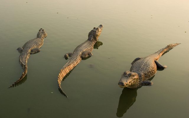 Крокодилы картинки смешные и прикольные (6)