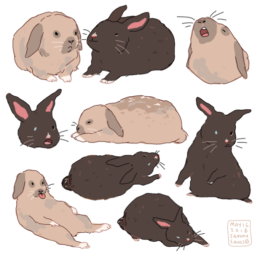 Кролик рисунок и картинки (1)