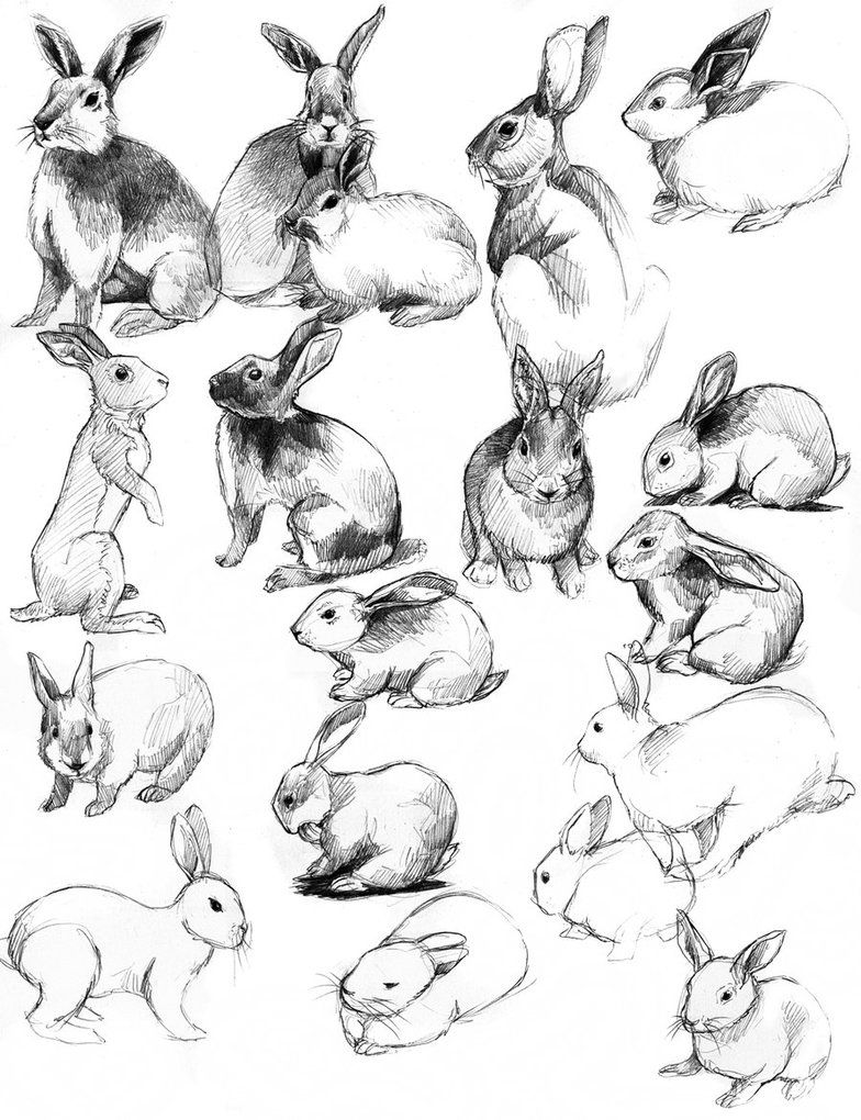 Кролик рисунок и картинки (11)