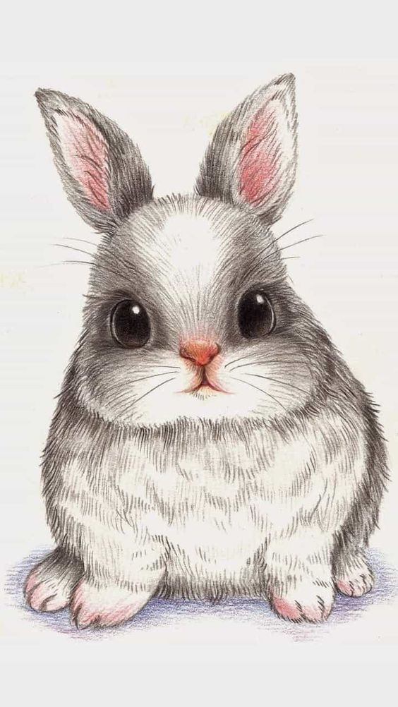 Кролик рисунок и картинки (16)
