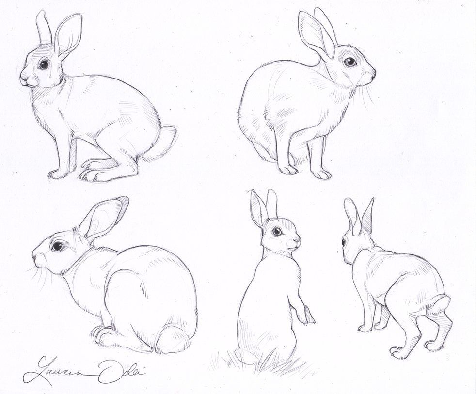 Кролик рисунок и картинки (17)
