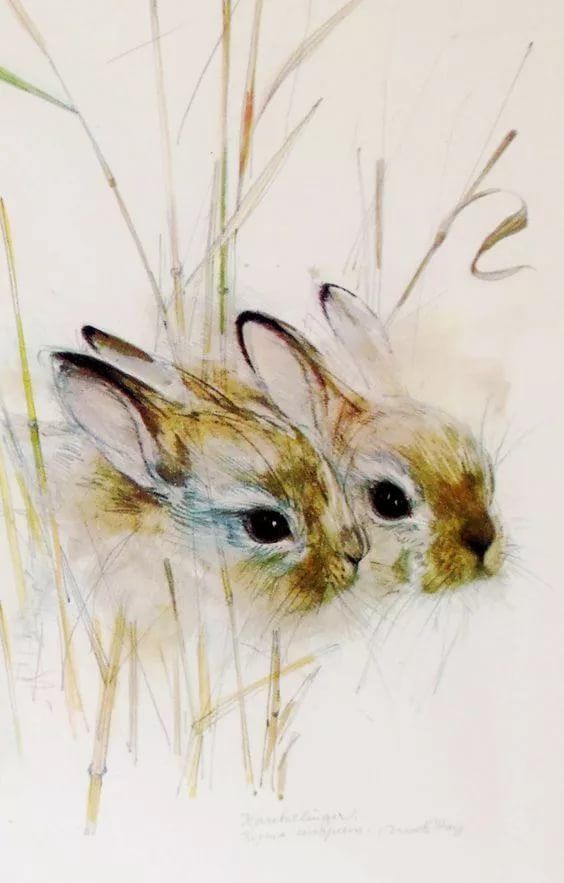 Кролик рисунок и картинки (23)