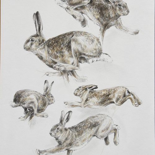 Кролик рисунок и картинки (24)