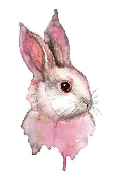 Кролик рисунок и картинки (4)