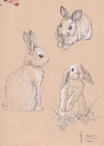 Кролик рисунок и картинки (6)