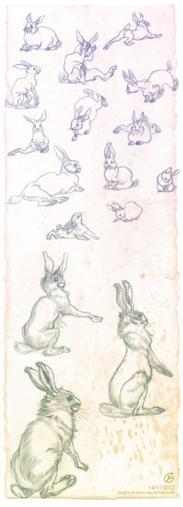 Кролик рисунок и картинки (9)