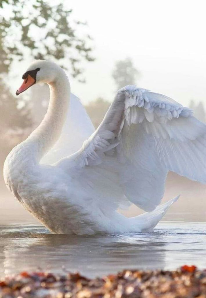 Лебеди красивые картинки и фото (1)