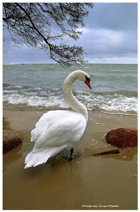 Лебеди красивые картинки и фото (8)