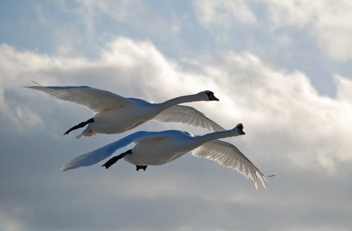 Летящие гуси - красивые картинки (5)