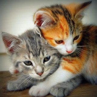 Милые кошки пушистые   20 фото (11)