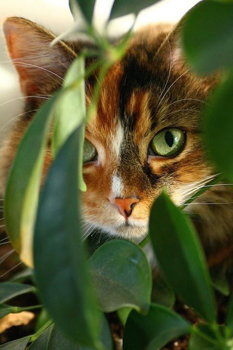 Милые кошки пушистые - 20 фото (13)