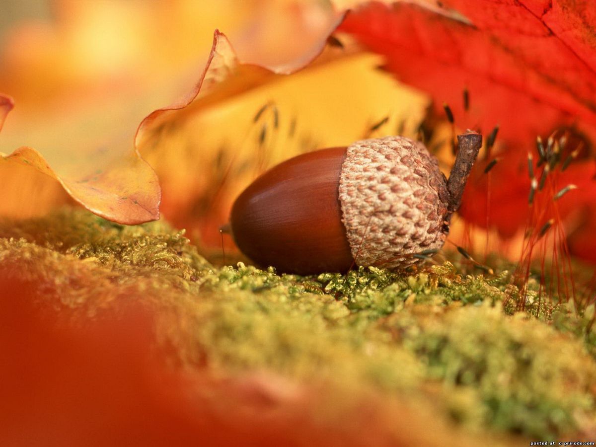 Осенние красивые картинки и фото (3)