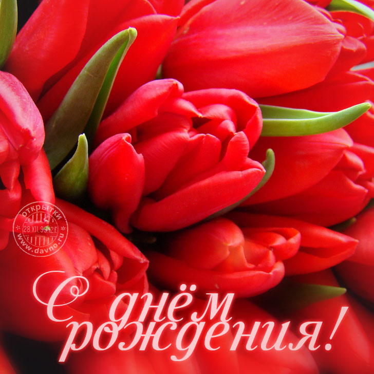 Открытки с днем рождения женщине красивые цветы тюльпаны (15)