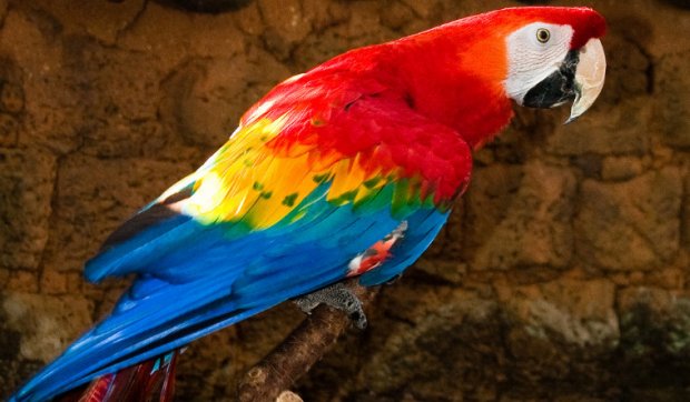 Прикольные и красивые картинки попугая   подборка (10)