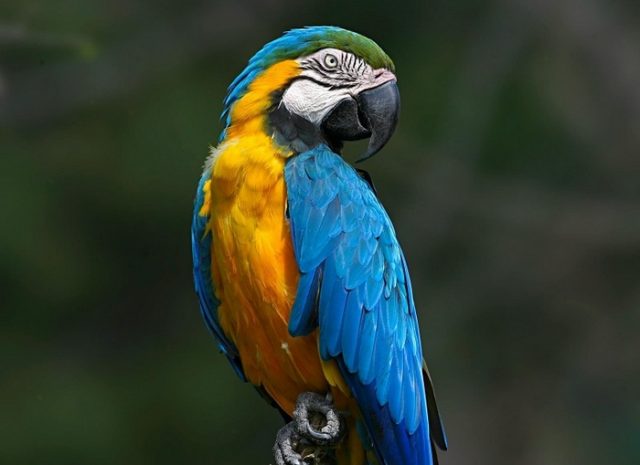 Прикольные и красивые картинки попугая - подборка (11)