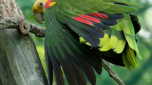 Прикольные и красивые картинки попугая   подборка (13)