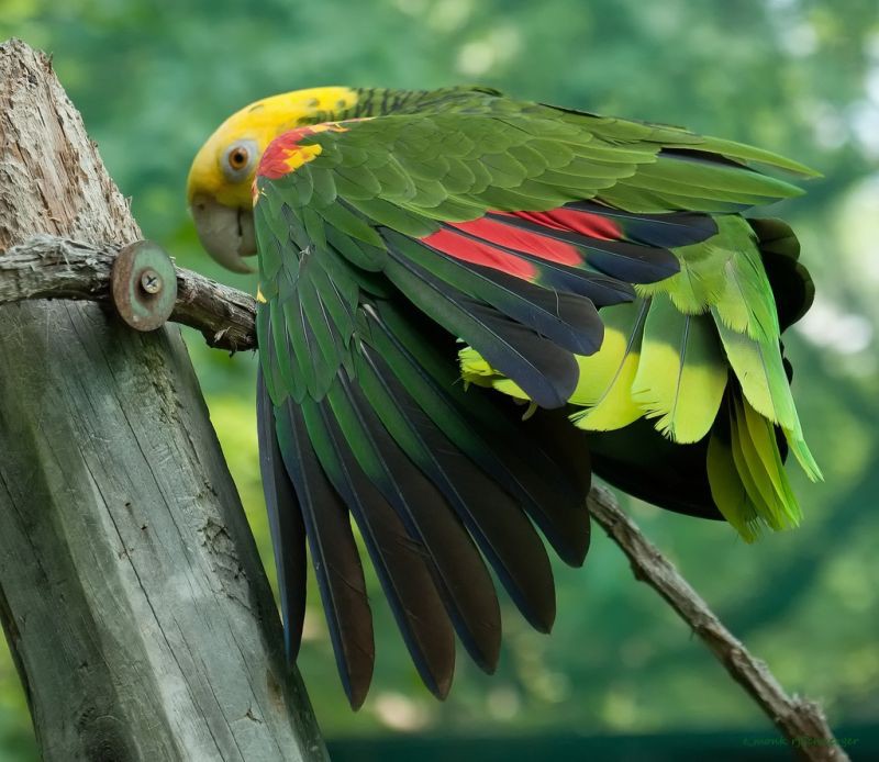 Прикольные и красивые картинки попугая - подборка (13)