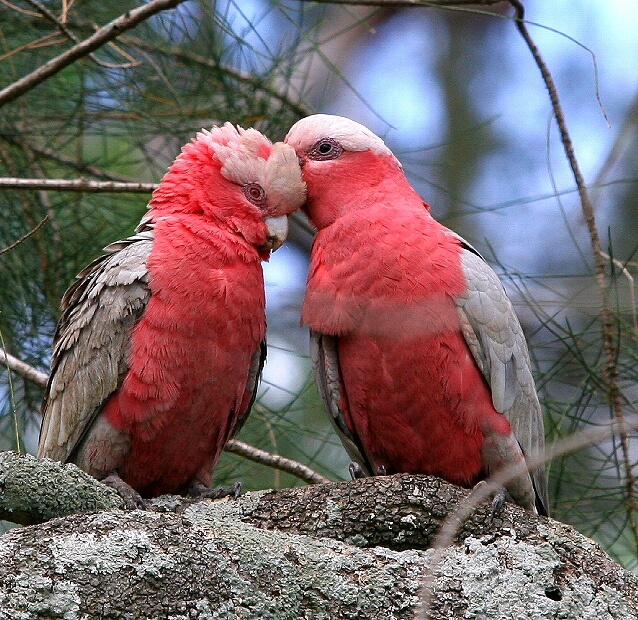 Прикольные и красивые картинки попугая   подборка (14)