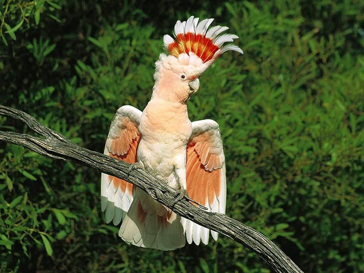 Прикольные и красивые картинки попугая   подборка (15)