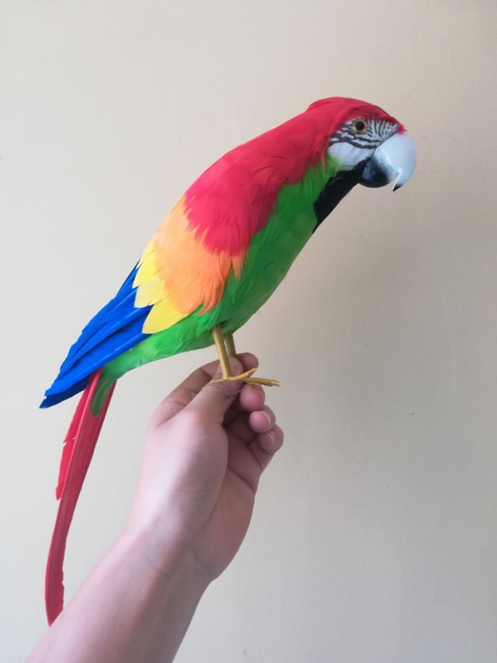 Прикольные и красивые картинки попугая - подборка (17)