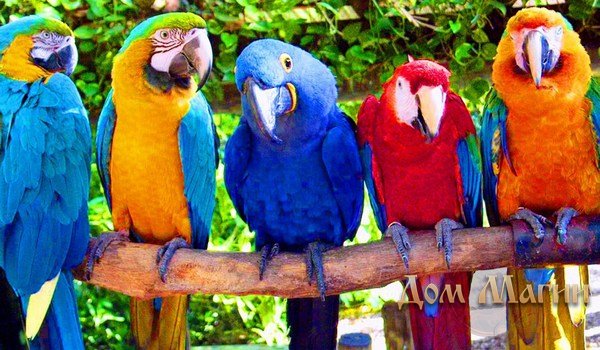 Прикольные и красивые картинки попугая   подборка (18)