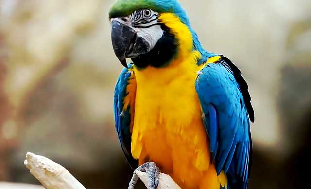 Прикольные и красивые картинки попугая - подборка (20)