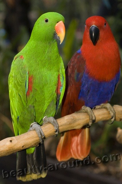 Прикольные и красивые картинки попугая - подборка (4)