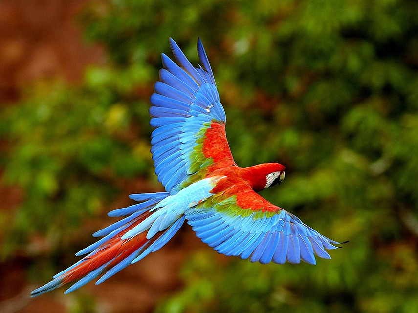 Прикольные и красивые картинки попугая - подборка (7)