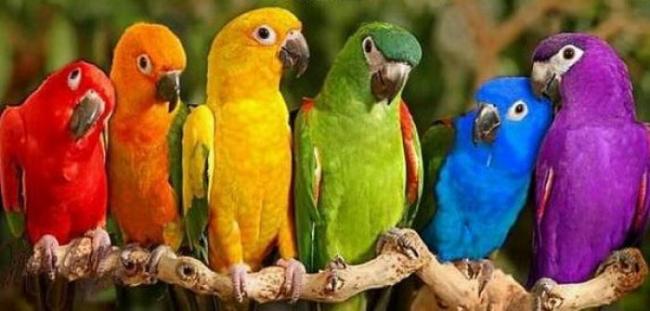 Прикольные и красивые картинки попугая   подборка (8)