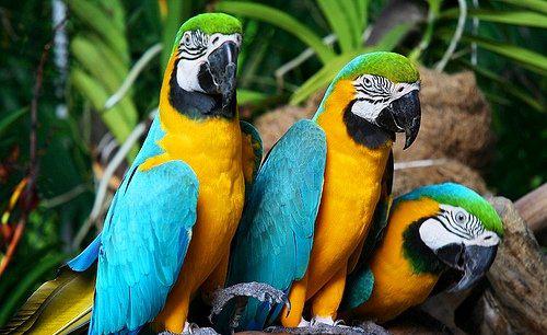 Прикольные и красивые картинки попугая - подборка (9)