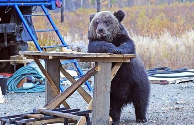 Смешные картинки с медведями   подборка (12)