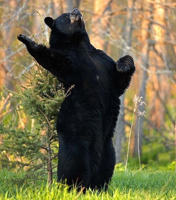 Смешные картинки с медведями - подборка (2)