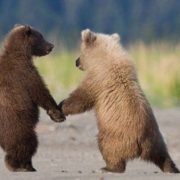 Смешные картинки с медведями   подборка (22)