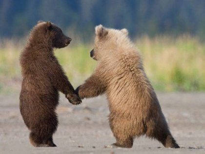 Смешные картинки с медведями   подборка (22)