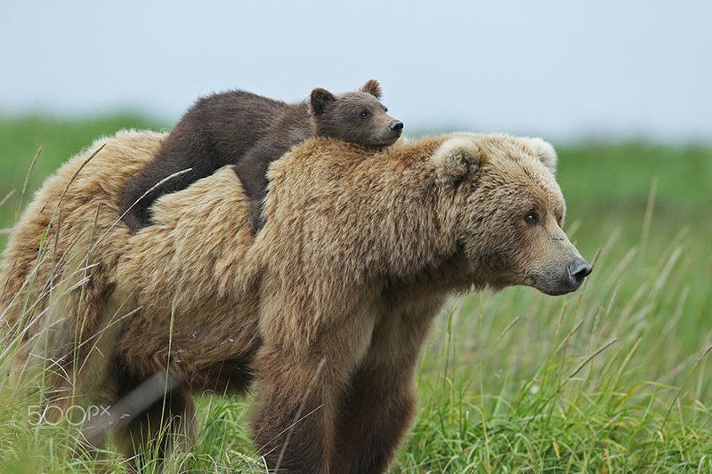 Смешные картинки с медведями - подборка (3)