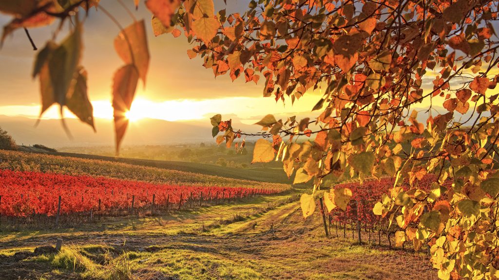 Dawn over the autumnal vineyards near Montefalco