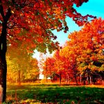 Что в сентябре происходит в живой природе, изменения осенью?