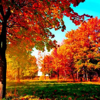Что в сентябре происходит в живой природе, изменения осенью (2)