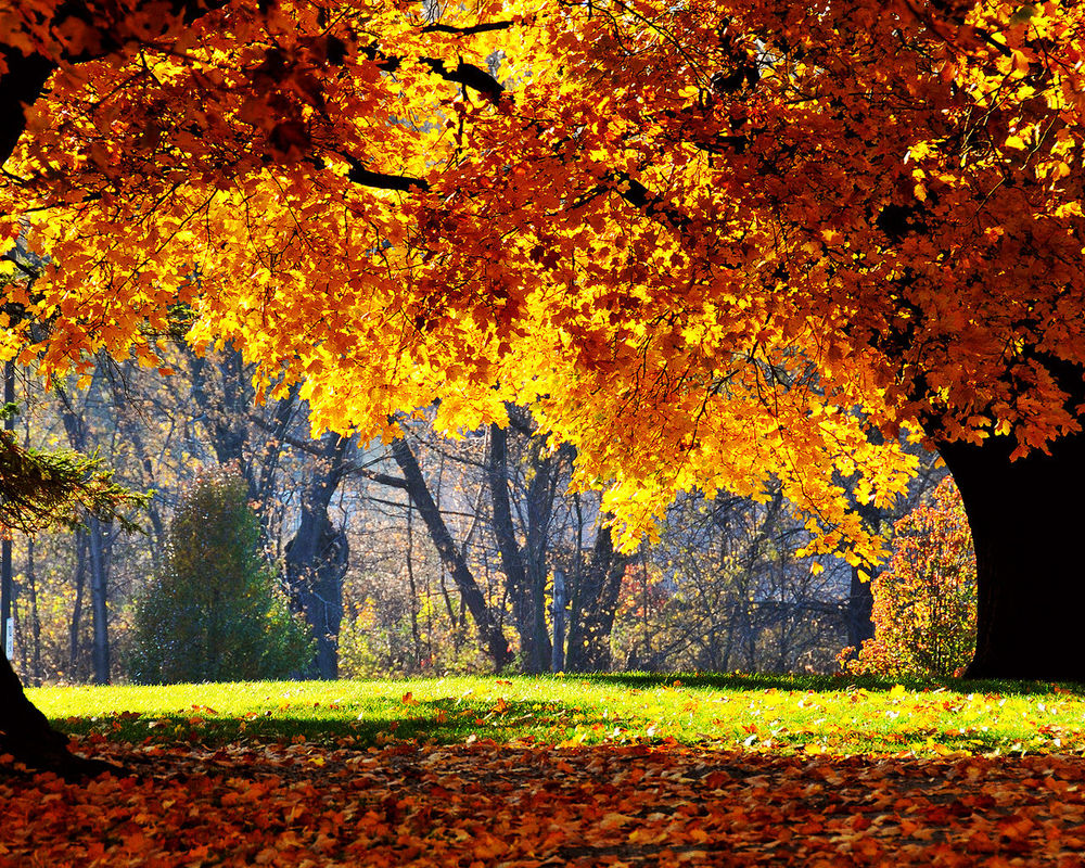 Фото Осень Золотая На Телефон Скачать Бесплатно