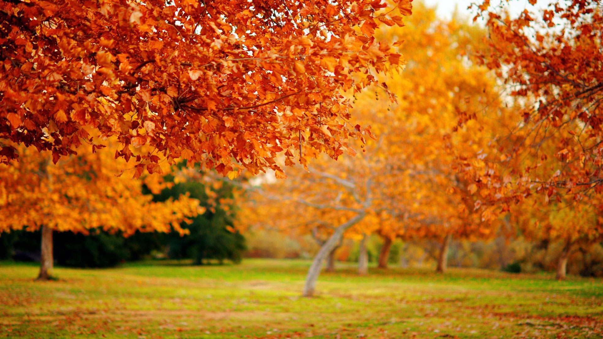 Красивые Фото Природы Осень В Хорошем Качестве