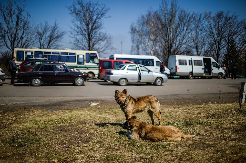 Случаи бешенства в тбилиси